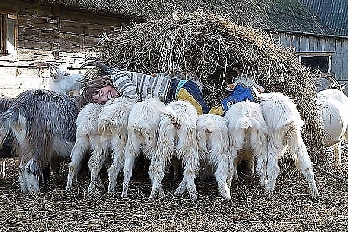 in gout farm, Madona, Latvia